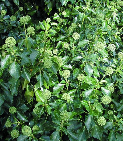 Hedera helix 'Arborescens'